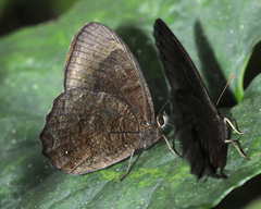 Pedaliodes pomponia