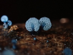 Mycena indigotica