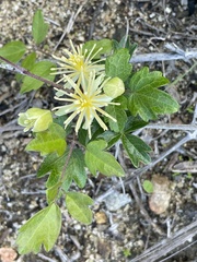 Clematis pauciflora