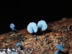 Mycena indigotica