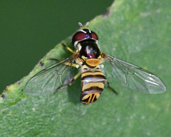 Allograpta obliqua