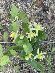 Clematis pauciflora