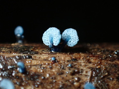 Mycena indigotica