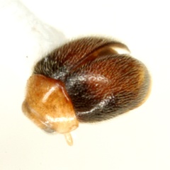 Nephaspis oculatus