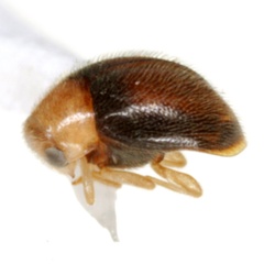 Nephaspis oculatus