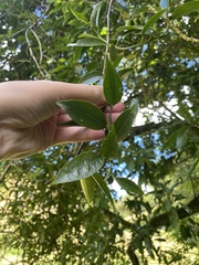 Passiflora tetrandra