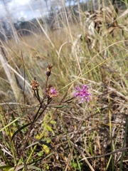 Vernonia blodgettii