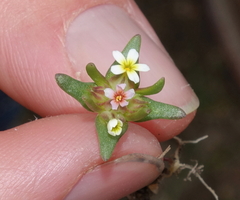 Gymnosteris parvula