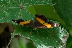 Yoma sabina