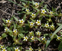 Gymnosteris parvula