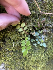Pellaea rotundifolia