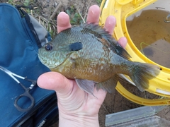 Lepomis aquilensis