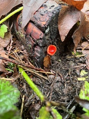Sarcoscypha coccinea