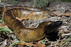 Aspidites melanocephalus