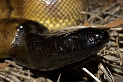 Aspidites melanocephalus