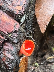 Sarcoscypha coccinea