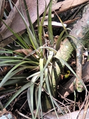 Tillandsia utriculata