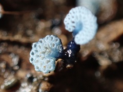 Mycena indigotica
