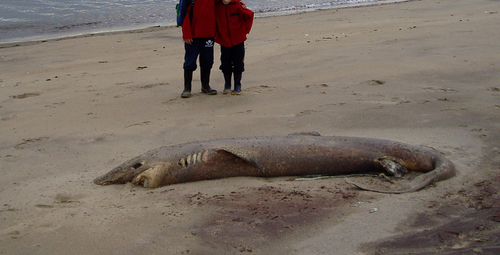 Greenland shark photographed at Pointe-Lebel, QC, Canada