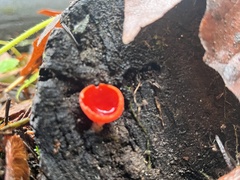 Sarcoscypha coccinea
