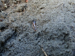 Anisolabis littorea