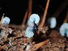Mycena indigotica