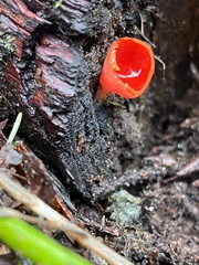 Sarcoscypha coccinea