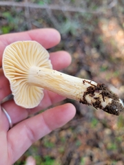 Cuphophyllus pratensis