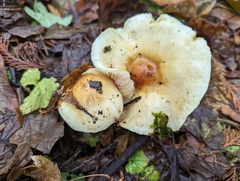 Pseudosperma sororium