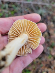 Cuphophyllus pratensis