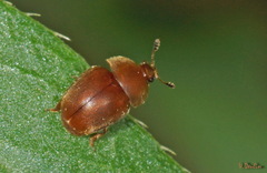 Cychramus luteus