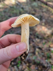 Cuphophyllus pratensis