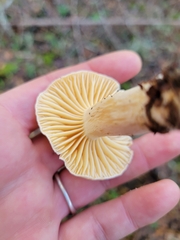 Cuphophyllus pratensis