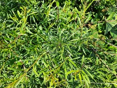 Rhamnus erythroxyloides