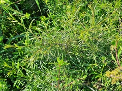 Rhamnus erythroxyloides