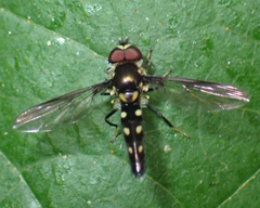 Ocyptamus gastrostactus