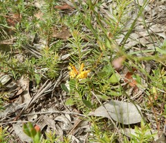 Persoonia chamaepeuce