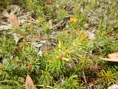 Persoonia chamaepeuce