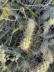 Cylindropuntia prolifera