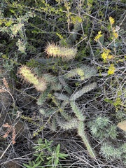 Cylindropuntia prolifera