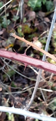 Rubus affinis