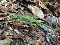 Enyalioides oshaughnessyi