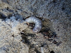 Pericoptus truncatus