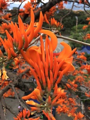 Erythrina poeppigiana