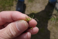 Myosurus apetalus montanus