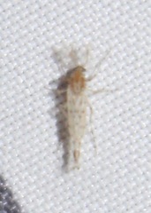 Chaoborus punctipennis