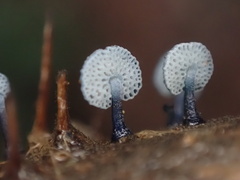 Mycena indigotica