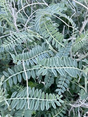 Astragalus trichopodus
