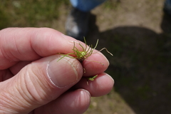 Myosurus apetalus montanus