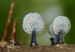 Mycena indigotica